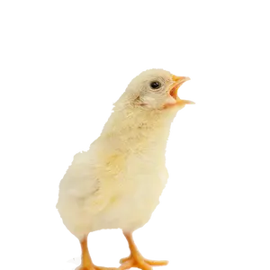 Mastküken weiss extensiv