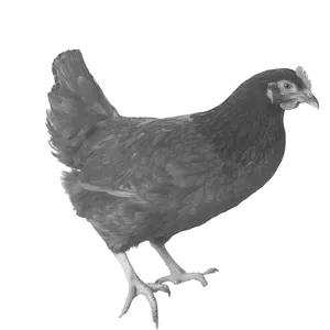 Hühner Farben gemischt