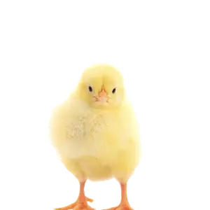 Mastküken Weiss intensiv